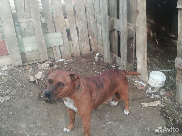 Тигровый питбуль