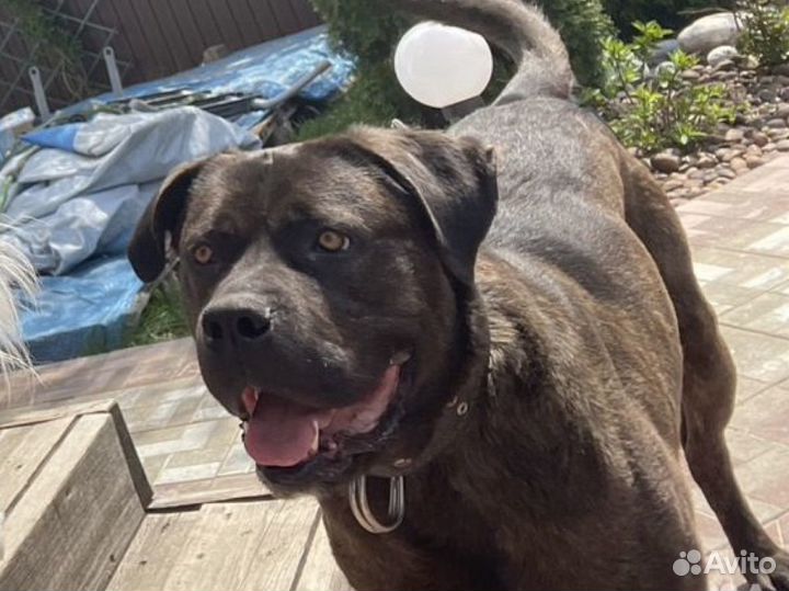 Собака кане корсо