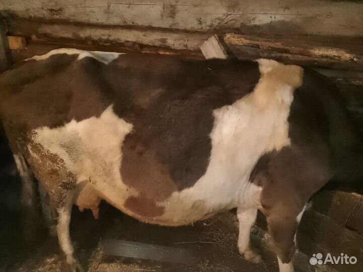 Корова стельная дойная