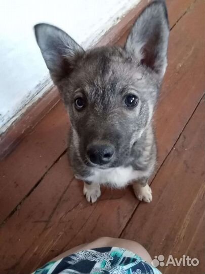 Помесь лайки