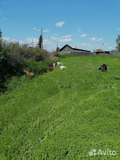 Козы дойные и козлята