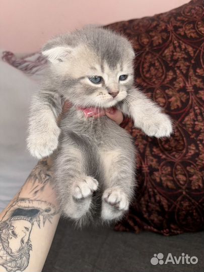 Британские котята