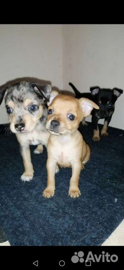 Той-терьер щенки