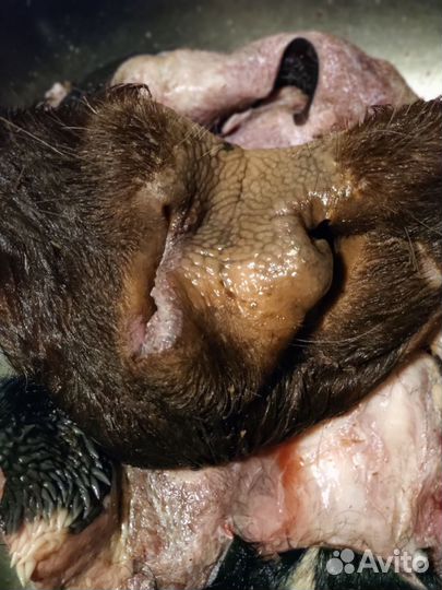 Мясо на корм животным