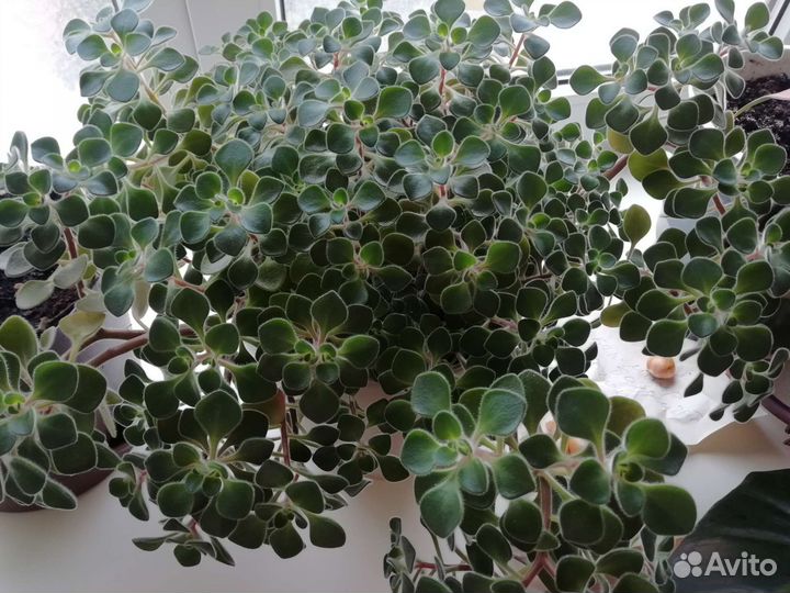 Аихризон дерево любви