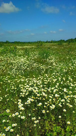 Участок 4,25 га (ИЖС)