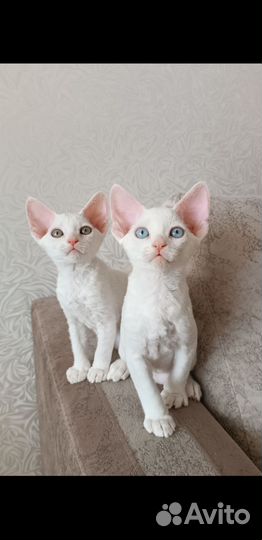 Котята Девон-рекс