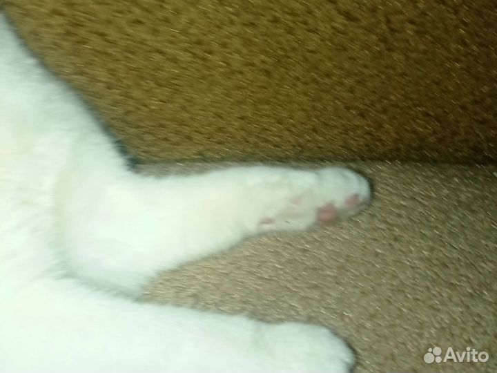 Шотландский веслоуха