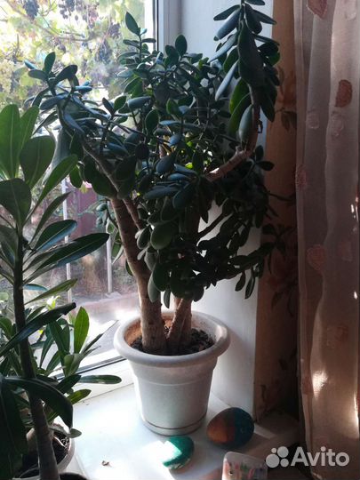 Денежное дерево - толстянка (живое дерево)