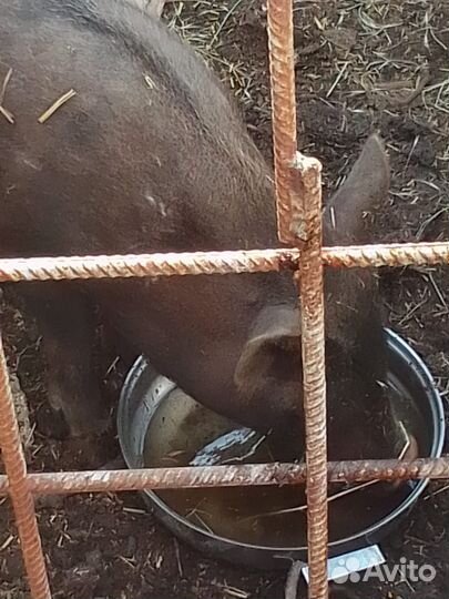 Вьетнамский красный хряк