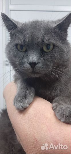Британский кот