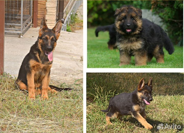 Щенки немецкой овчарки с доставкой
