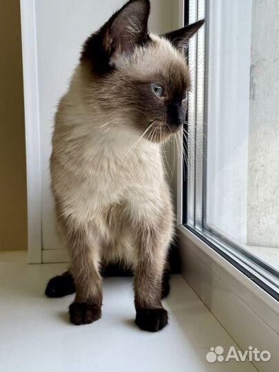 Кошка бесплатно
