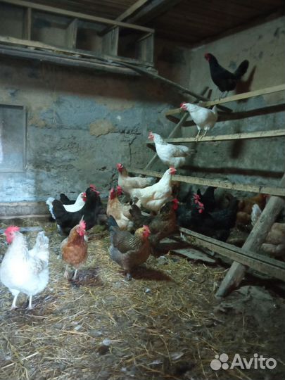 Куры несушки