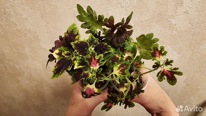 Колеусы срезы