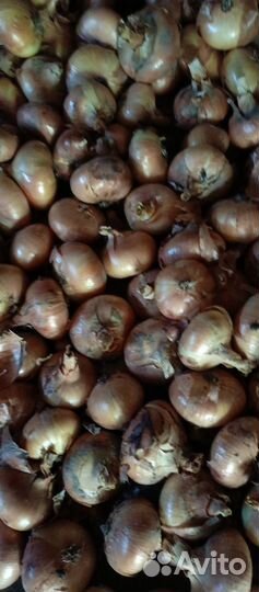 Лук репчатый