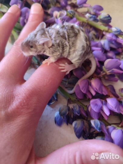 Мышь декоративные тексель сатиновые