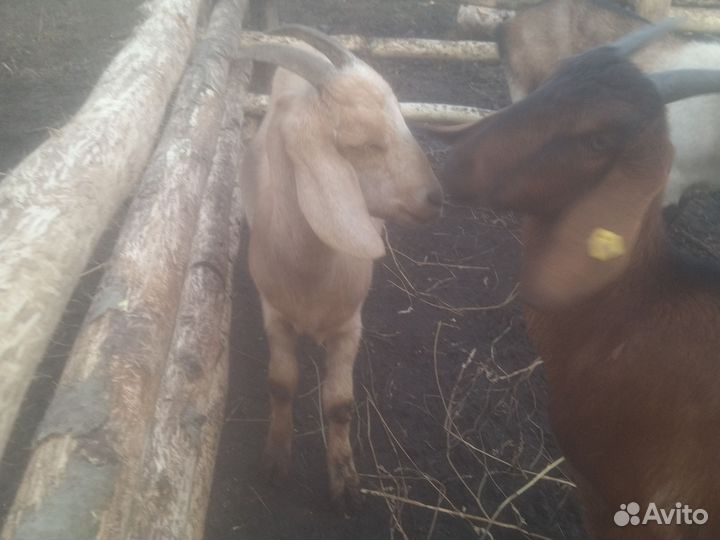 Дойные козы