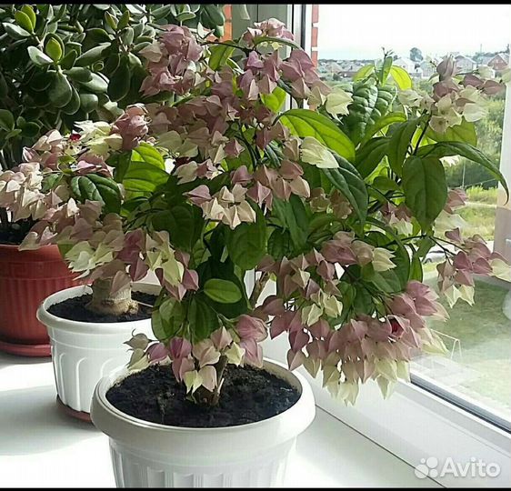 Клеродендрум томпсон