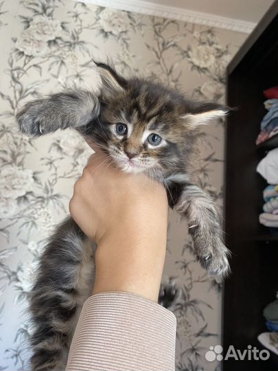 Котята мейн-кун