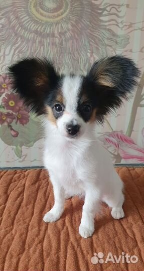 Щенки папийона