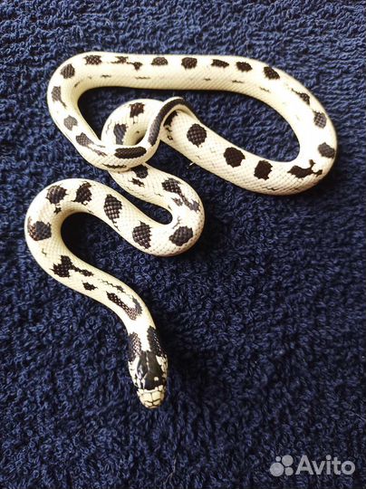 Калифорнийская королевская змея