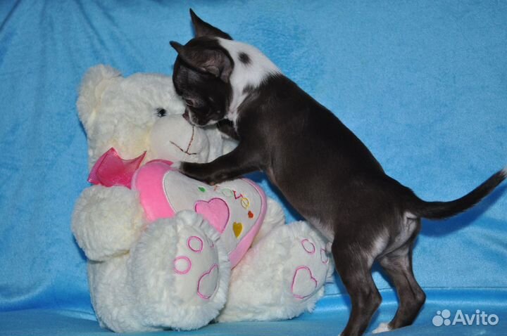 Шоколадный красавчик