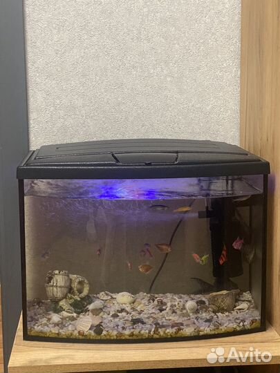 Аквариум с рыбками