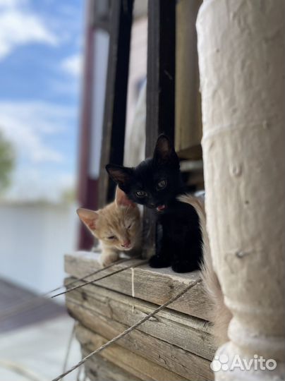 Котята в добрые руки бесплатно