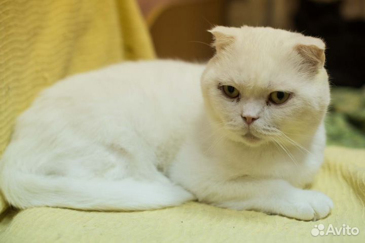 Котик Виконт