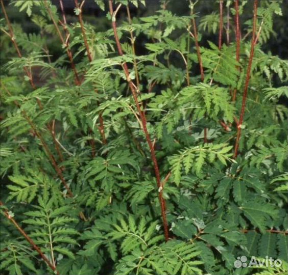 Рябина Биссенери