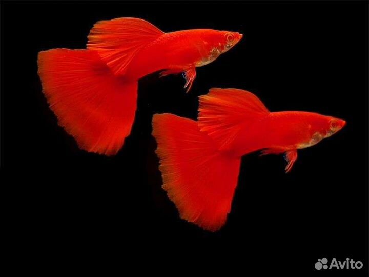 Гуппи от породистых производителей,растения,хелены