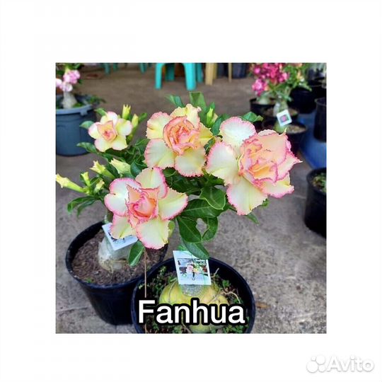 Прививки и Сеянцы Адениумов 5+1