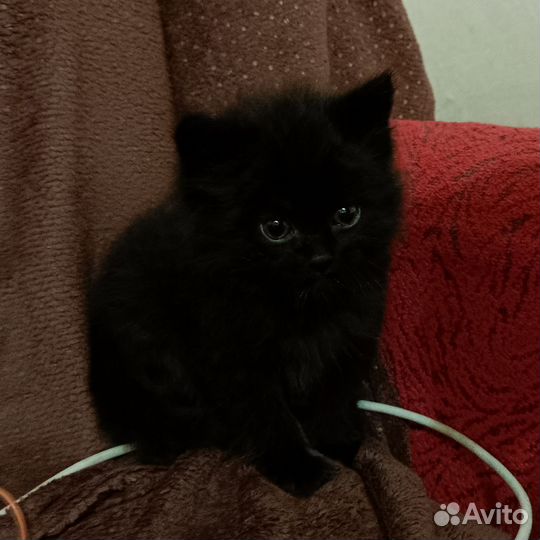 Котёнок мальчик