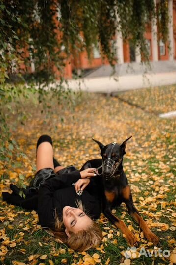 Фотосессия с доберманом