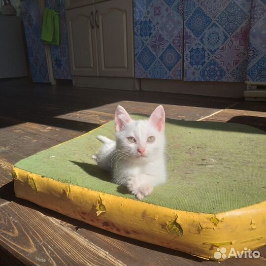 Котята в добрые руки даром