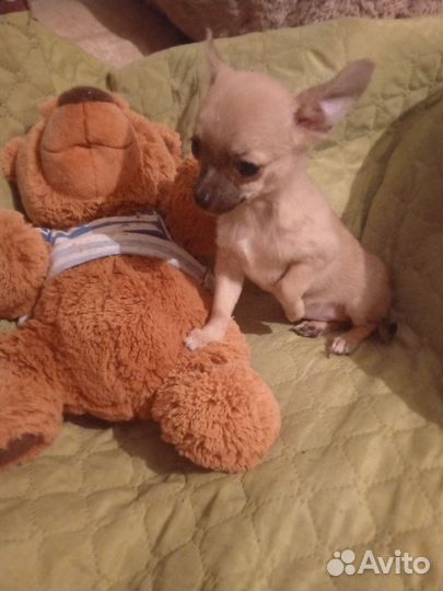 Чихуахуа мини