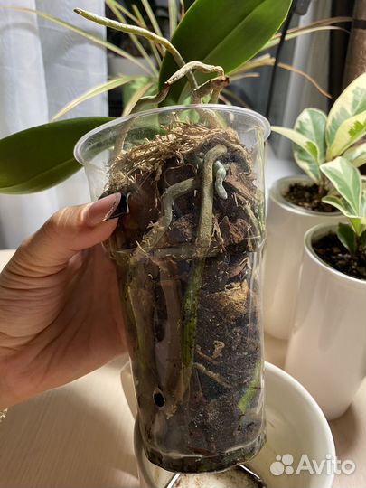 Орхидея фаленопсис мини