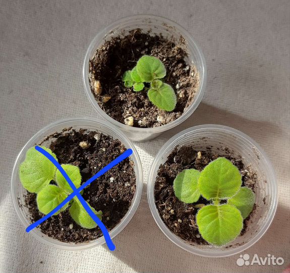 Глоксиния. Детки