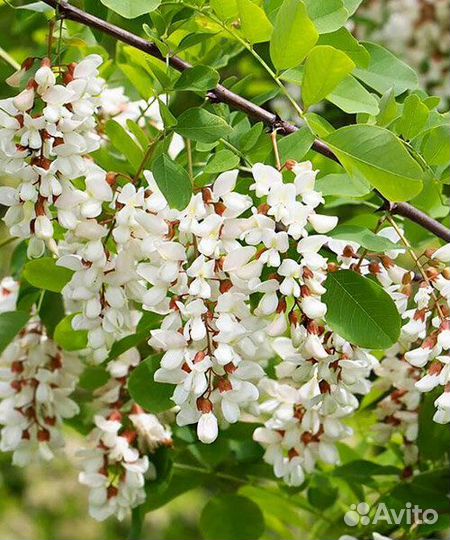 Глициния, Клематис, Роза, Сирень и др