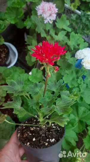 Пеларгония герань стеллар
