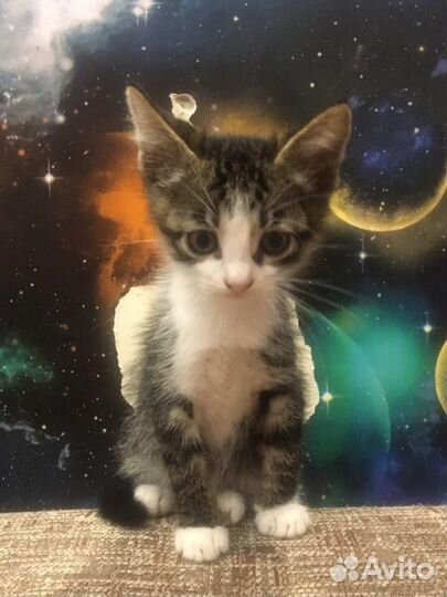 Отдам бесплатно