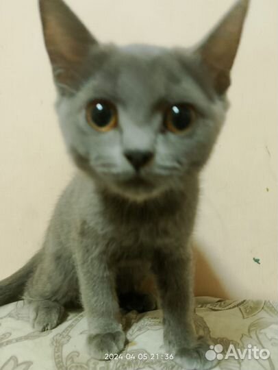 Котята скотиш фолд