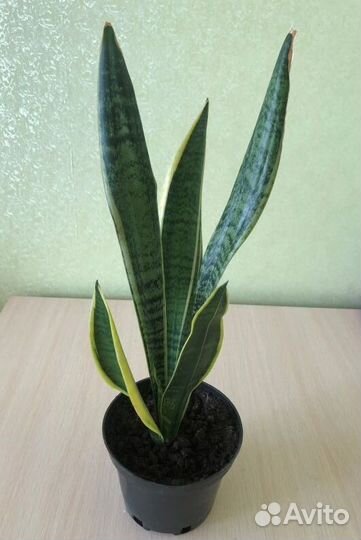 Сансевиерия Лауренти