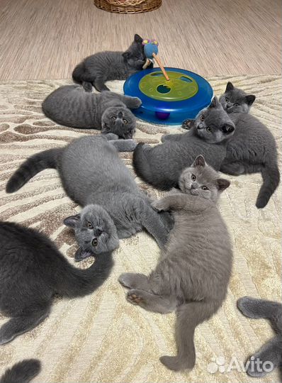 Британские короткошерстные котята