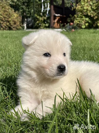 Щенки самоеда