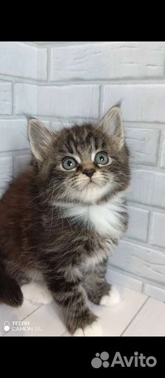 Котята мейн-кун