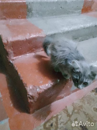 Отдам котёнка в добрые руки