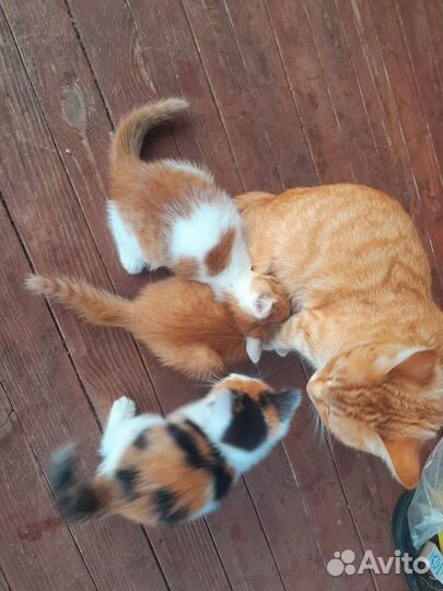 Котята в добрые руки