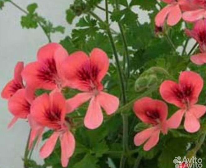 Пеларгония